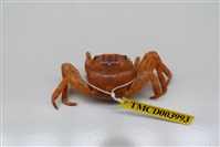 藏品(白紋方蟹)的圖片